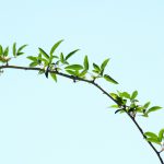 Optimising Factory Production for a More Sustainable Future green leaf plant