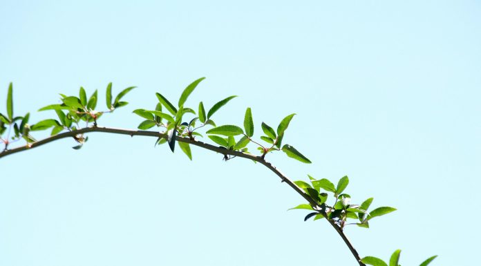 Optimising Factory Production for a More Sustainable Future green leaf plant